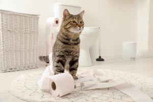 cat diapers are a great way to eliminate cat urine accidents on carpet